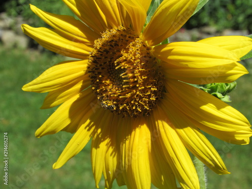 Close up of a beautiful sunflower with a small bee covered in pollen 