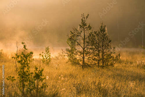 A beautiful swamp landscape during the sunrise in an early spring morning in Latvia, Northern Europe.