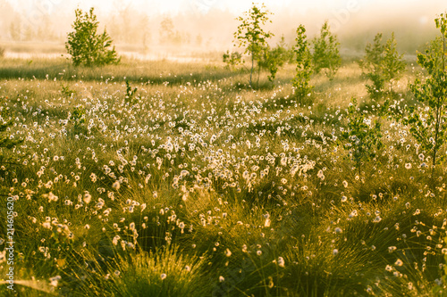 Fototapeta Naklejka Na Ścianę i Meble -  A beautiful swamp landscape full of cottongrass flowers in morning. Spring scenery of wetlands in Latvia, Northern Europe.