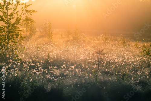 A beautiful swamp landscape full of cottongrass flowers in morning. Spring scenery of wetlands in Latvia, Northern Europe.