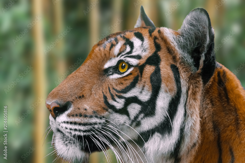 Portrait of a tiger in a bamboo forest.