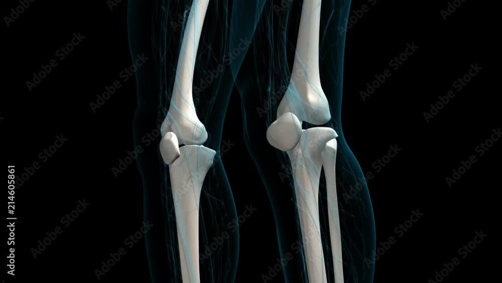 Skeleton Rota Human anatomy. The anatomical model of a human skeleton is rotated ...