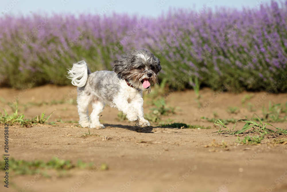Cute Bichon Havanese dog running close to lavender field with its tongue hanging out on a bright summer day Cute Bichon Havanese dog running close to lavender field with its tongue hanging out on a bright summer day