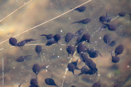 Tadpoles swimming in clear water