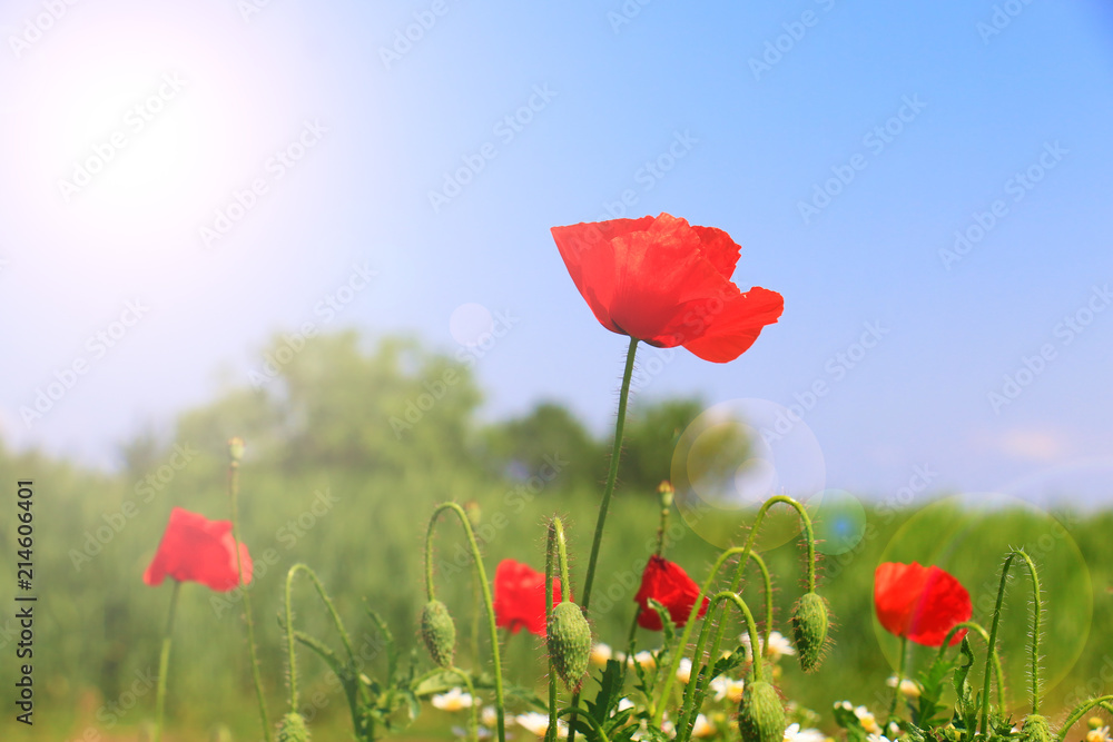 Obraz premium Field of poppies