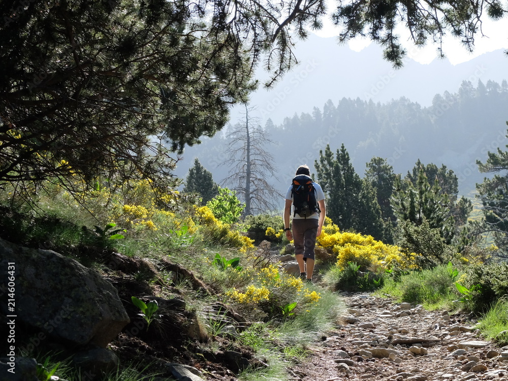 Fototapeta premium Randonneur sur le sentier dans les genets jaunes et les rhododendrons