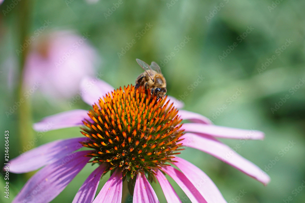 bee on blossom of purple coneflower bee on blossom of purple coneflower