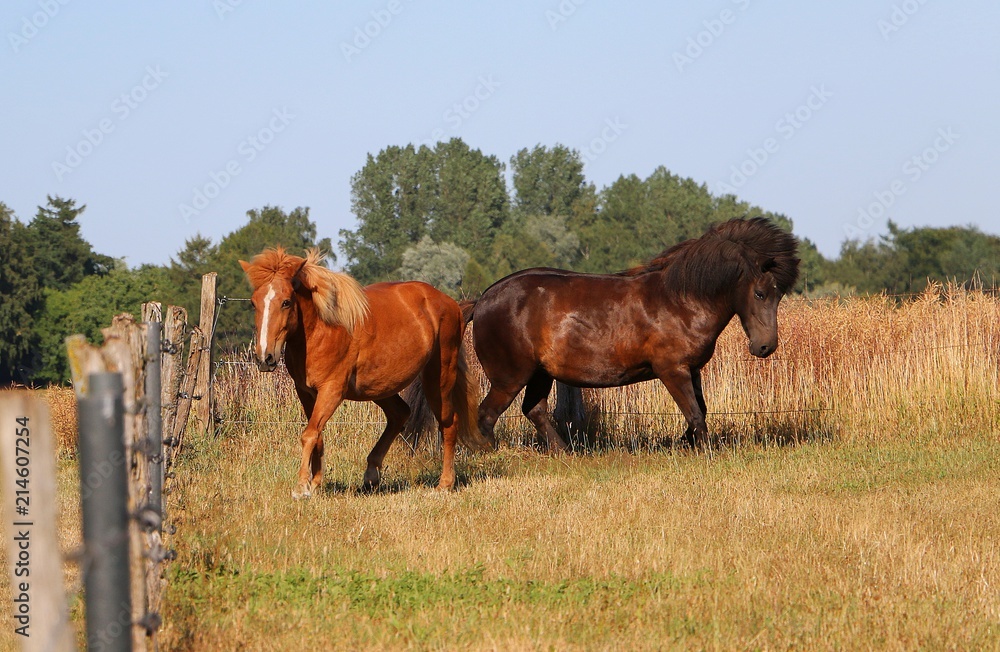 two beautiful icelandic horses are running on the paddock two beautiful icelandic horses are running on the paddock