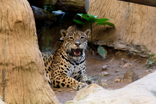 Fototapeta Naklejka Na Ścianę i Meble -  Portrait of a leopard  at zoo in Thailand