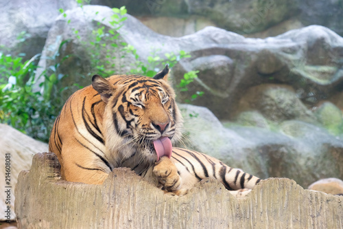 INDOCHINESE TIGER  Panthera tigris corbetti  in the zoo at Thailand