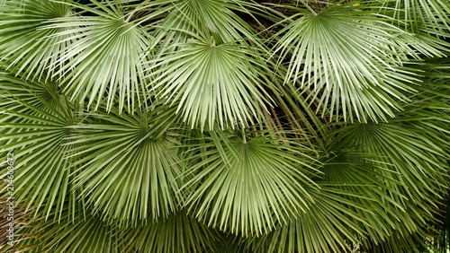 Palmes rondes, palmier, La Réunion © maglsl