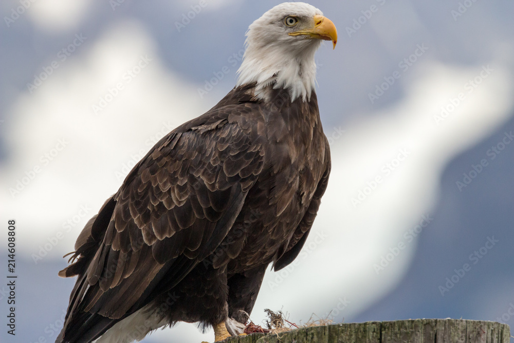 Obraz premium Bald Eagle Perched Close Up