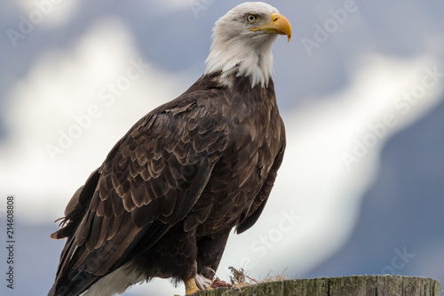 Bald Eagle Perched Close Up
