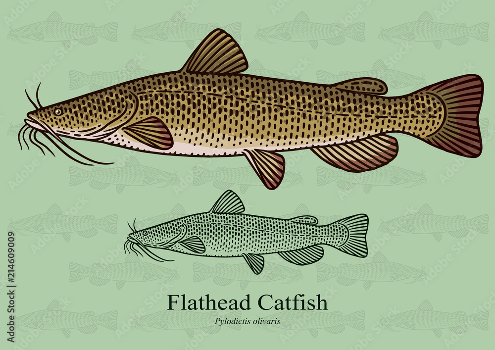 Fototapeta premium Flathead Catfish. Vector illustration with refined details and optimized stroke that allows the image to be used in small sizes (in packaging design, decoration, educational graphics, etc.)