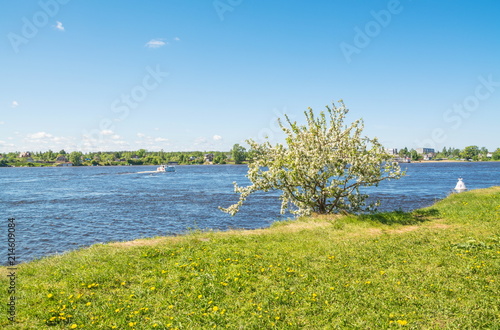 Spring landscape with a blossoming apple on the river bank