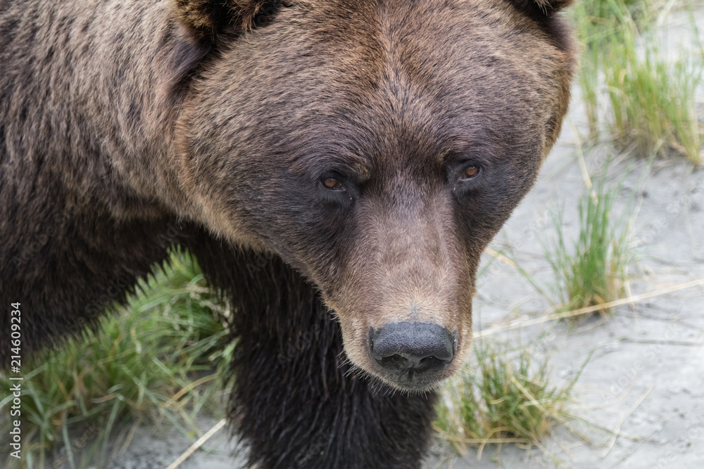 Grizzly Bear Close Up