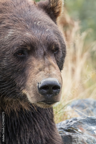 Grizzly Bear Close Up