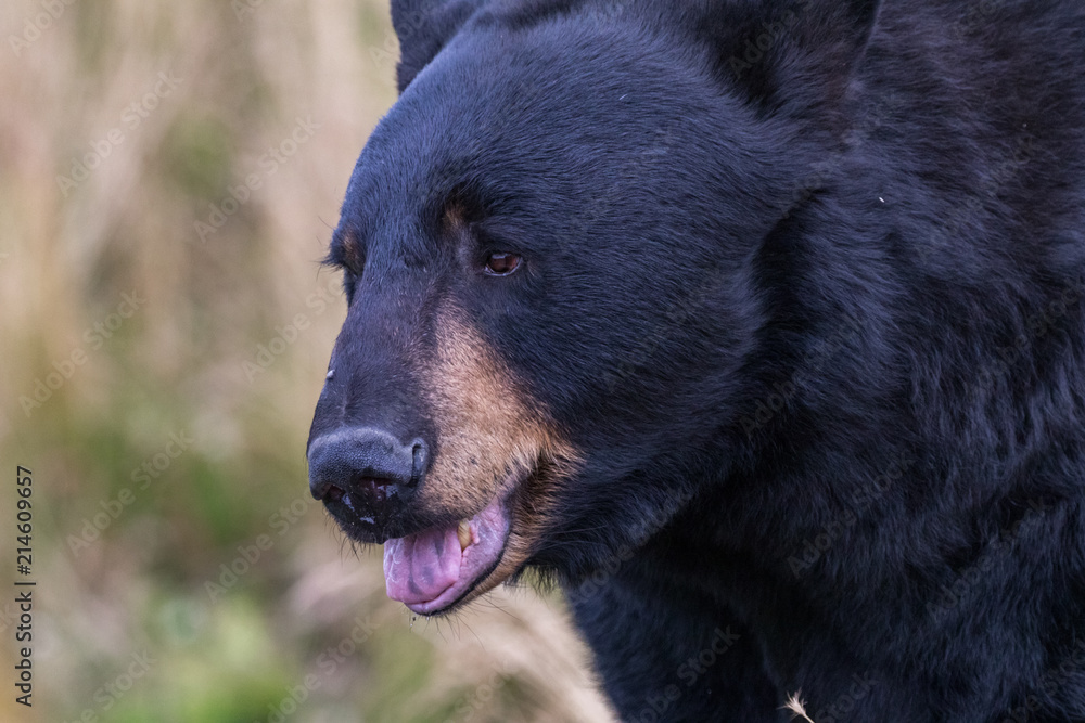 Black Bear Close Up