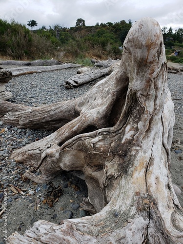 Big drift wood log on the shore of the Puget Sound