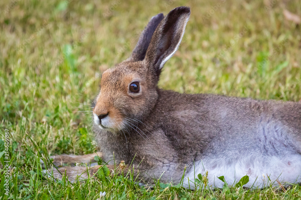 The European rabbit (Oryctolagus cuniculus) The European rabbit (Oryctolagus cuniculus)