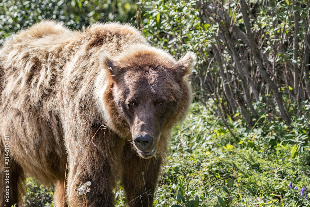 Grizzly Bear Close Up Grizzly Bear Close Up