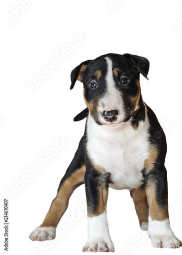 puppy of breed bull terrier color black with red and white
