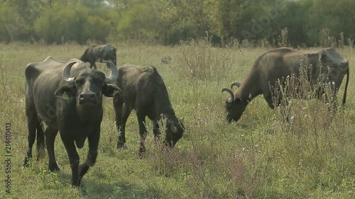 Several buffalos graze at the field with yellow tags in ears
 photo