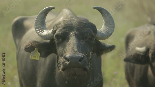 Horned buffalo close-up looking at camera and sniffs
 photo