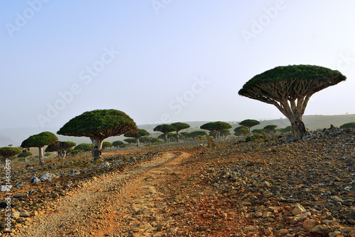 Dragon blood trees, Socotra, Yemen photo