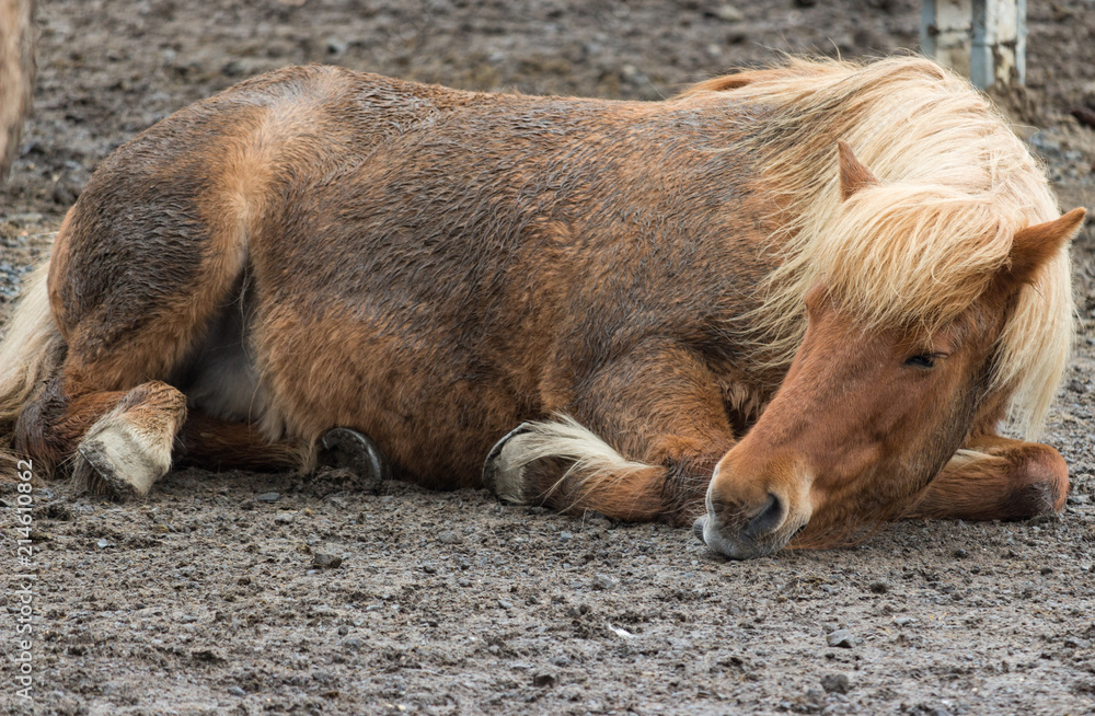 Obraz premium Icelandic Horse Lying Down