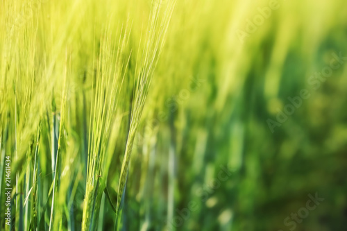 Wheat green spikelets in field on sunny day