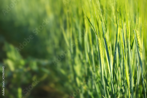 Wheat green spikelets in field on sunny day