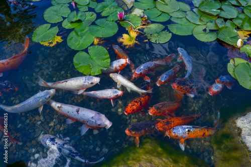 Foto Beautiful nymphea among the leaves and gold fish