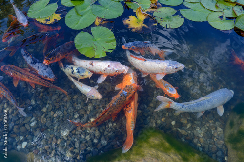 Obraz na plátně Beautiful nymphea among the leaves and gold fish