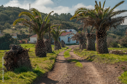 The road to the house under palm trees  Portugal