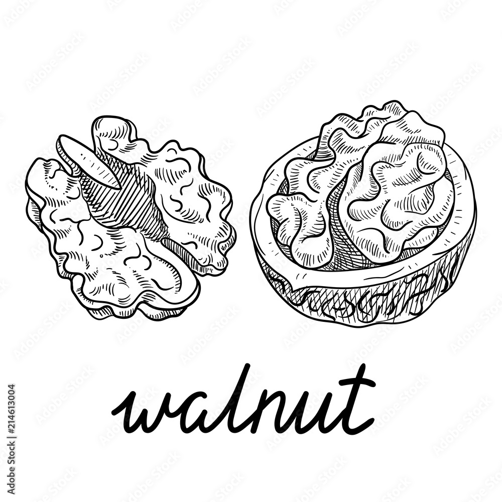 Premium Vector | Sketch walnut branch