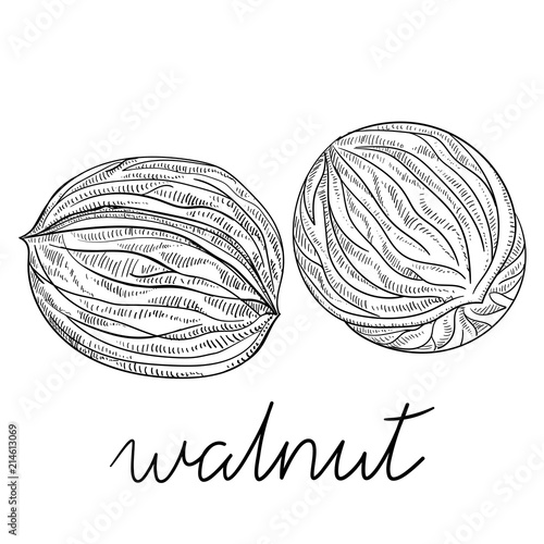 Hand-drawn walnuts sketch isolated on white.