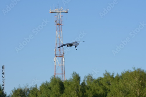 Seagull in flight