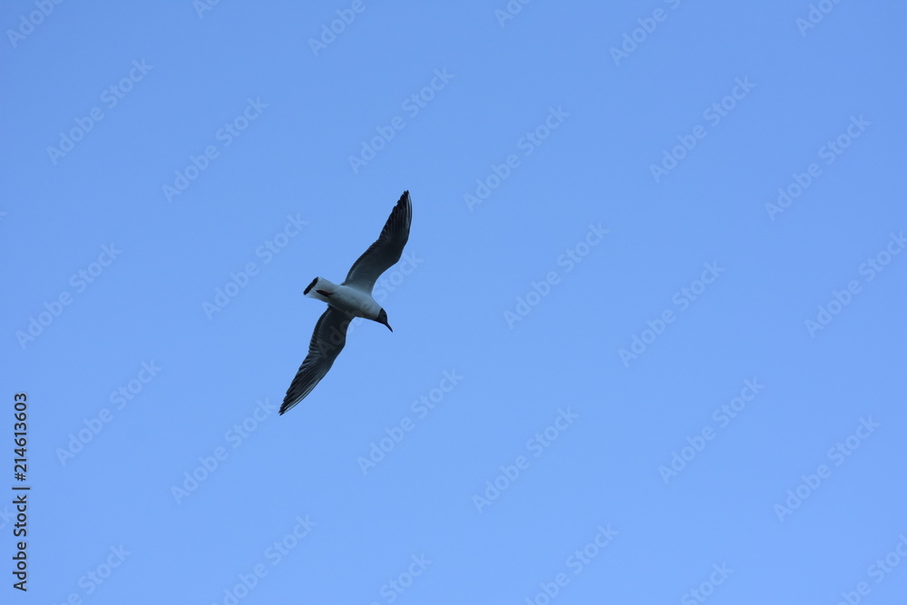 Fototapeta premium Seagull in flight
