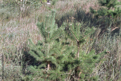 sturdy young Scots pine. common small coniferous tree on a forest glade. Closeup