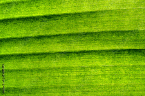 Closeup image of natural leaf pattern background