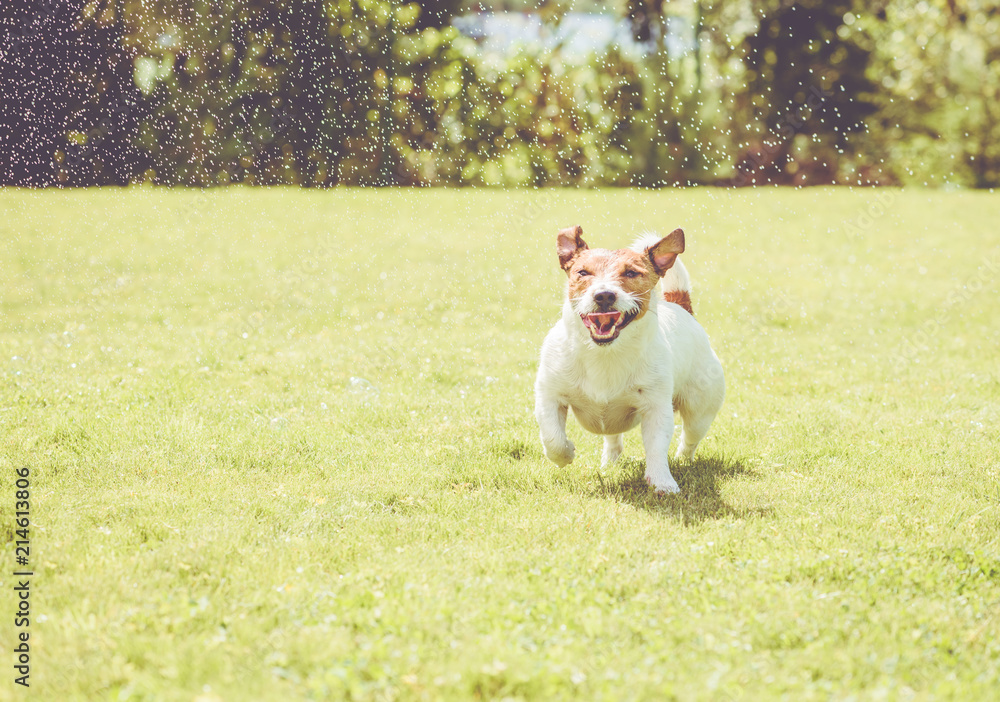 Dog with amusing squinting eyes playing under splashes of garden sprinkles Dog with amusing squinting eyes playing under splashes of garden sprinkles