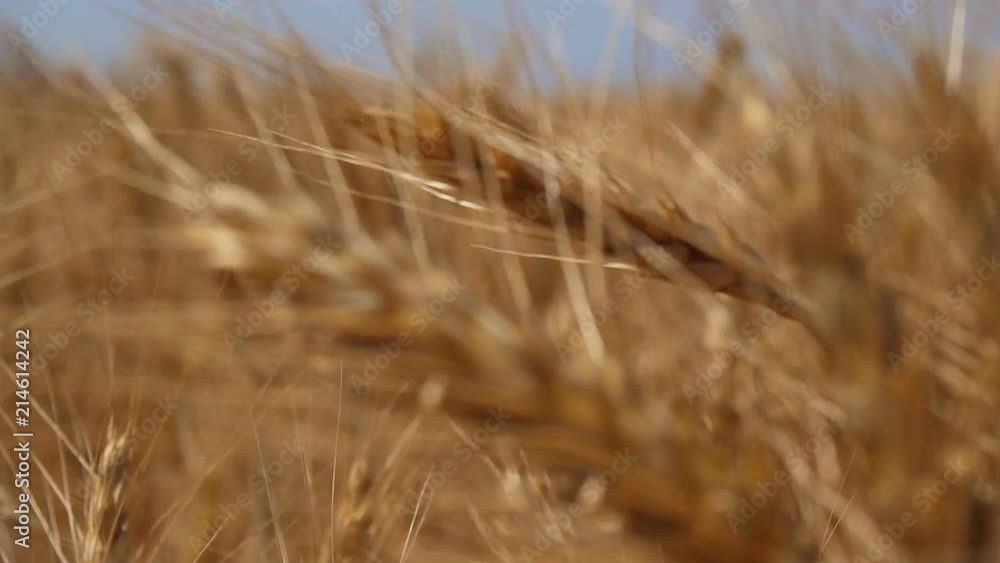 Camera moves backward through ears of dry crops in slow motion of Camera moves backward through ears of dry crops in slow motion of