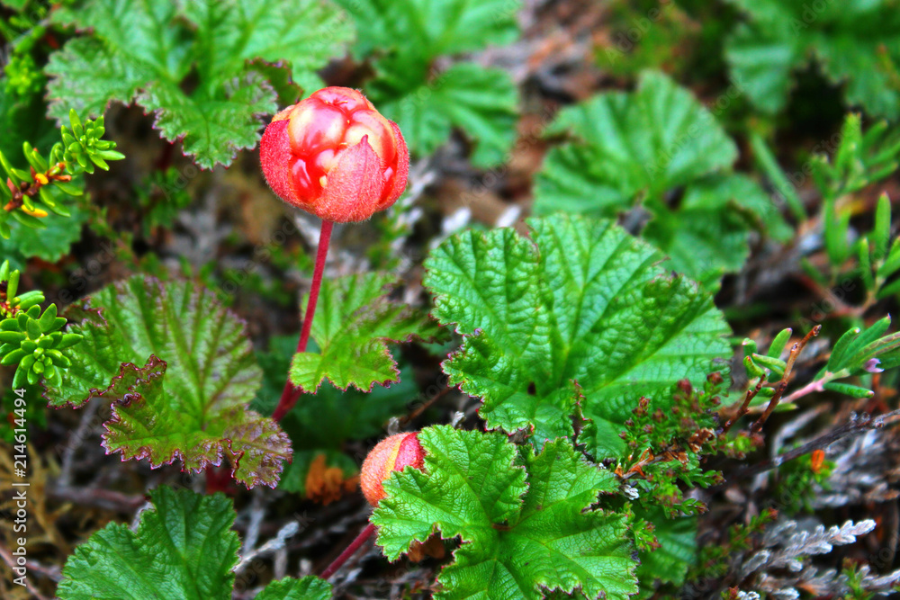 Cloudberry (Rubus chamaemorus) in arctic tundra, Norway
