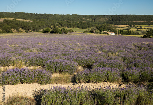 Fototapeta Naklejka Na Ścianę i Meble -  Lavender field in Provence, near Sault, France