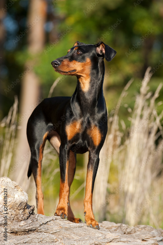 Deutscher Pinscher steht auf einem Fels am Waldrand Deutscher Pinscher steht auf einem Fels am Waldrand
