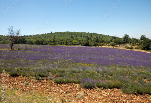 Fototapeta Naklejka Na Ścianę i Meble -  Lavender field in Provence, near Sault, France