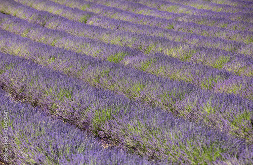 Fototapeta Naklejka Na Ścianę i Meble -  Lavender field in Provence, near Sault, France