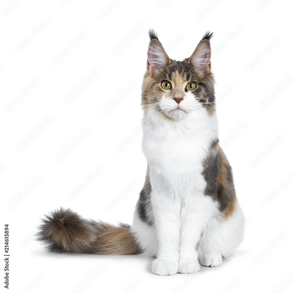 Pretty Calico Maine Coon cat girl sitting straight up with tail beside body, looking into lens isolated on white background