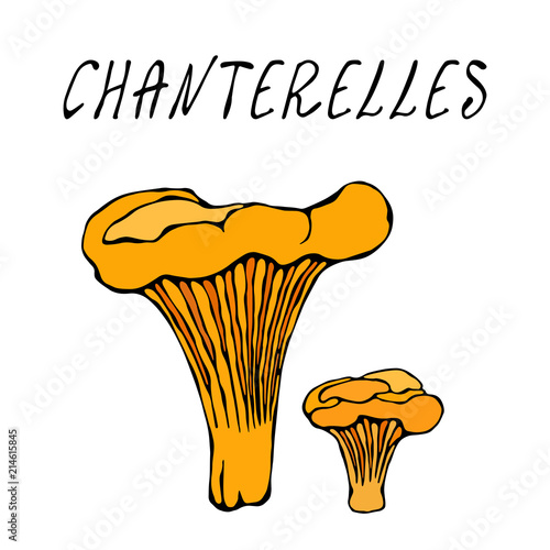 Forest Chanterelles Mushrooms. Autumn or Fall Harvest Collection. Realistic Hand Drawn High Quality Vector Illustration. Doodle Style.